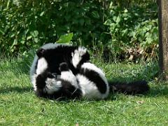 149 BIO PARC DE DOUE LA FONTAINE 3- 2016_000050